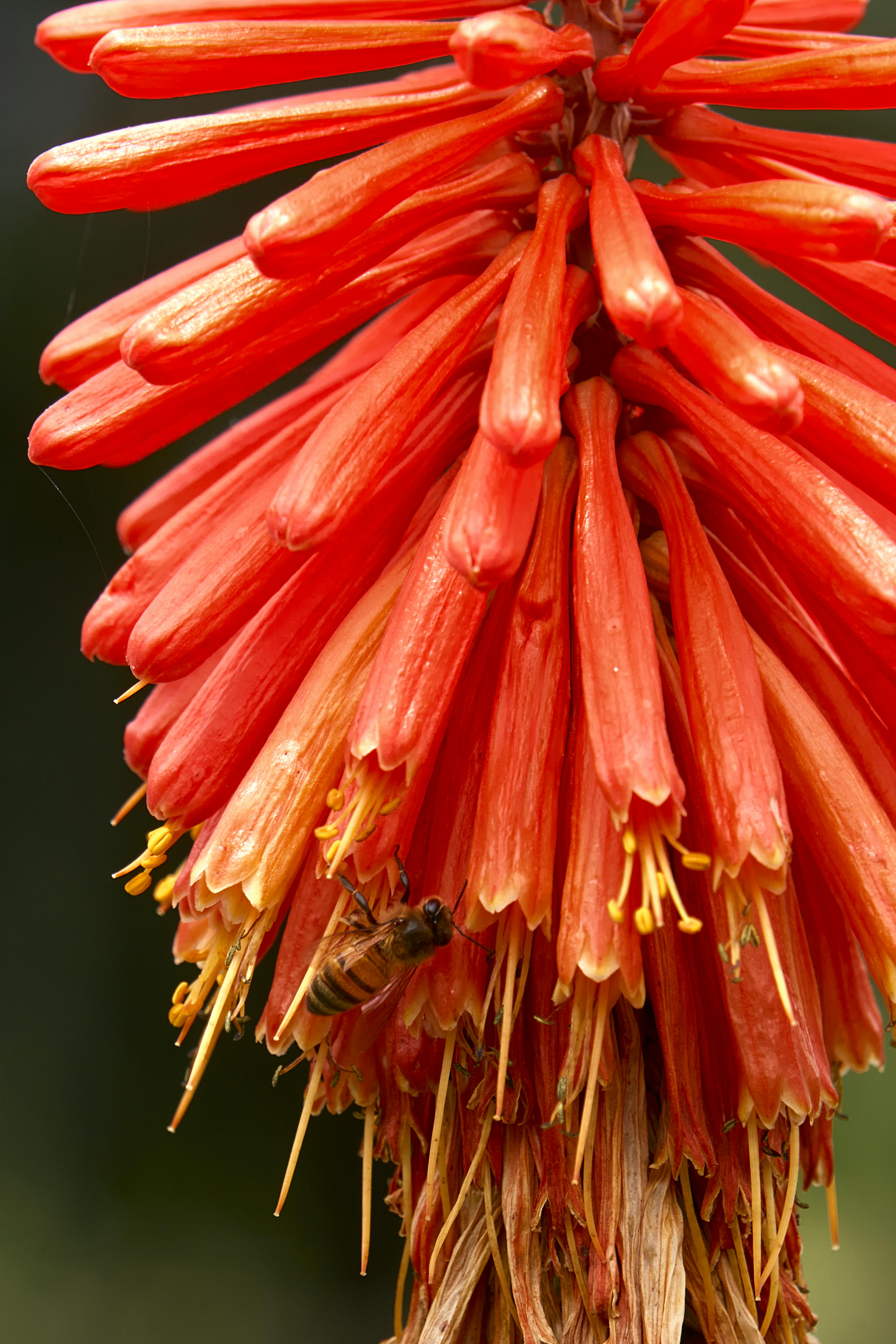 new mexico native orange flower