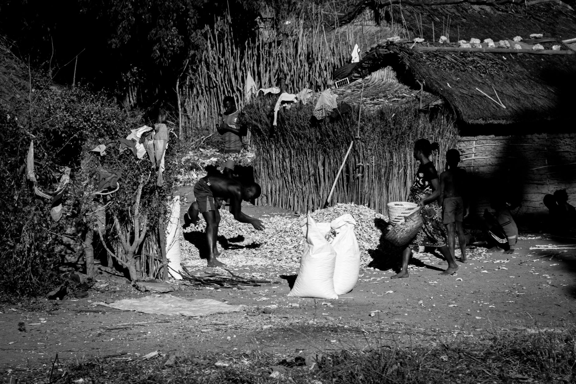 A black and white photograph depicting traditional corn drying in a village in Toliara, Madagascar.