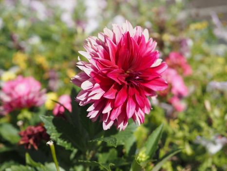 Close-up of a vibrant pink dahlia blooming in a sunlight-filled garden, showcasing nature's beauty.