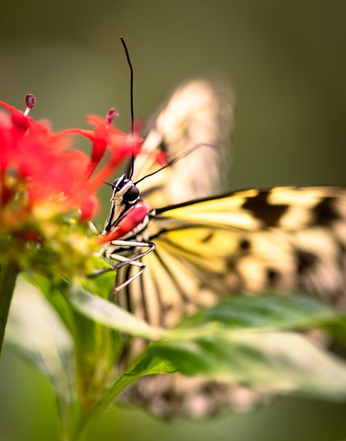 Free Macro shot of a butterfly perched on a red flower, showcasing its delicate wings. Stock Photo