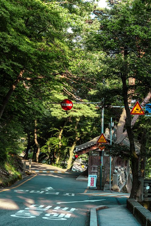 Free Lush forest road with traffic signs in summer, perfect for travel and nature themes. Stock Photo