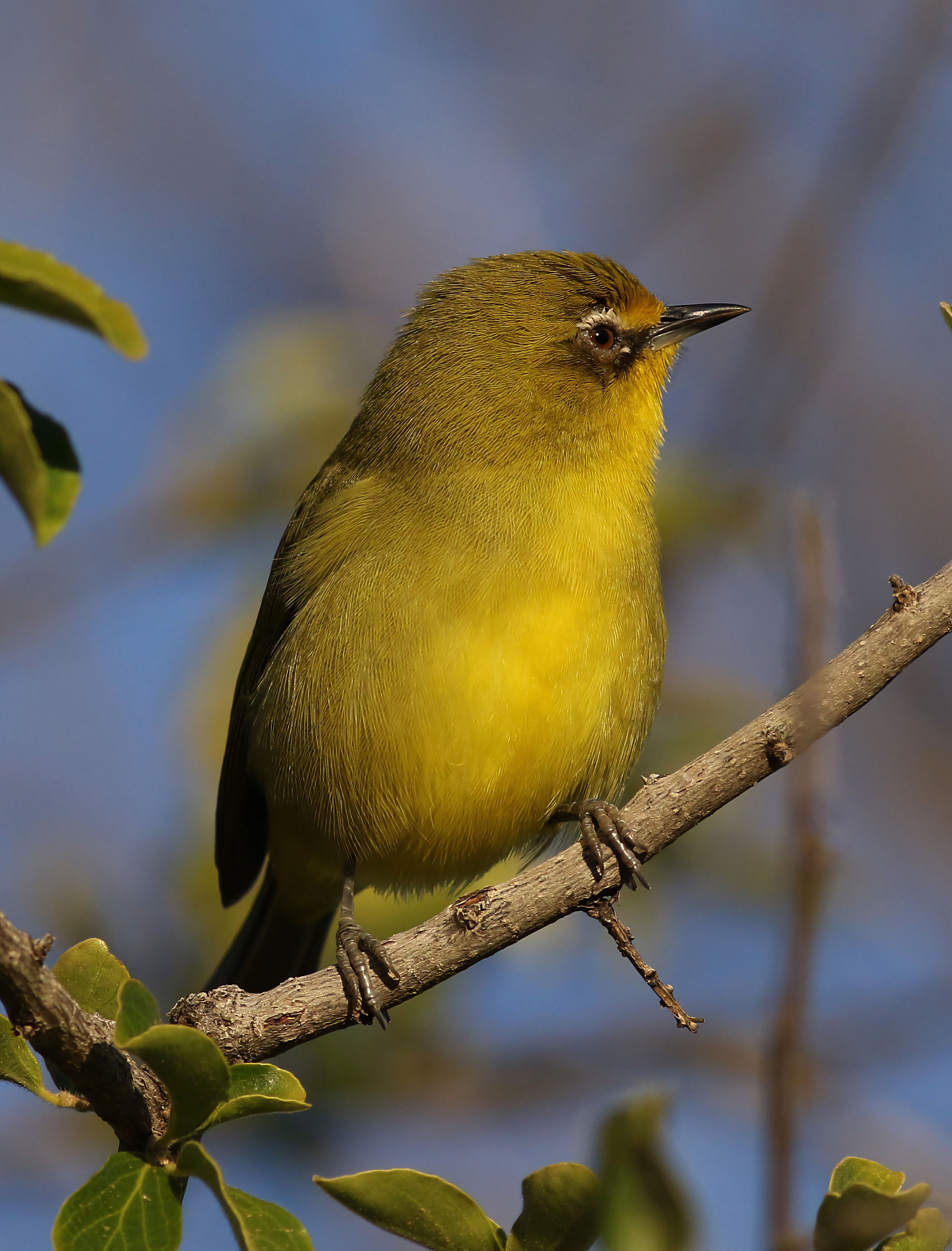 Close-up of a Cape White-eye perched on a branch in a serene natural setting.