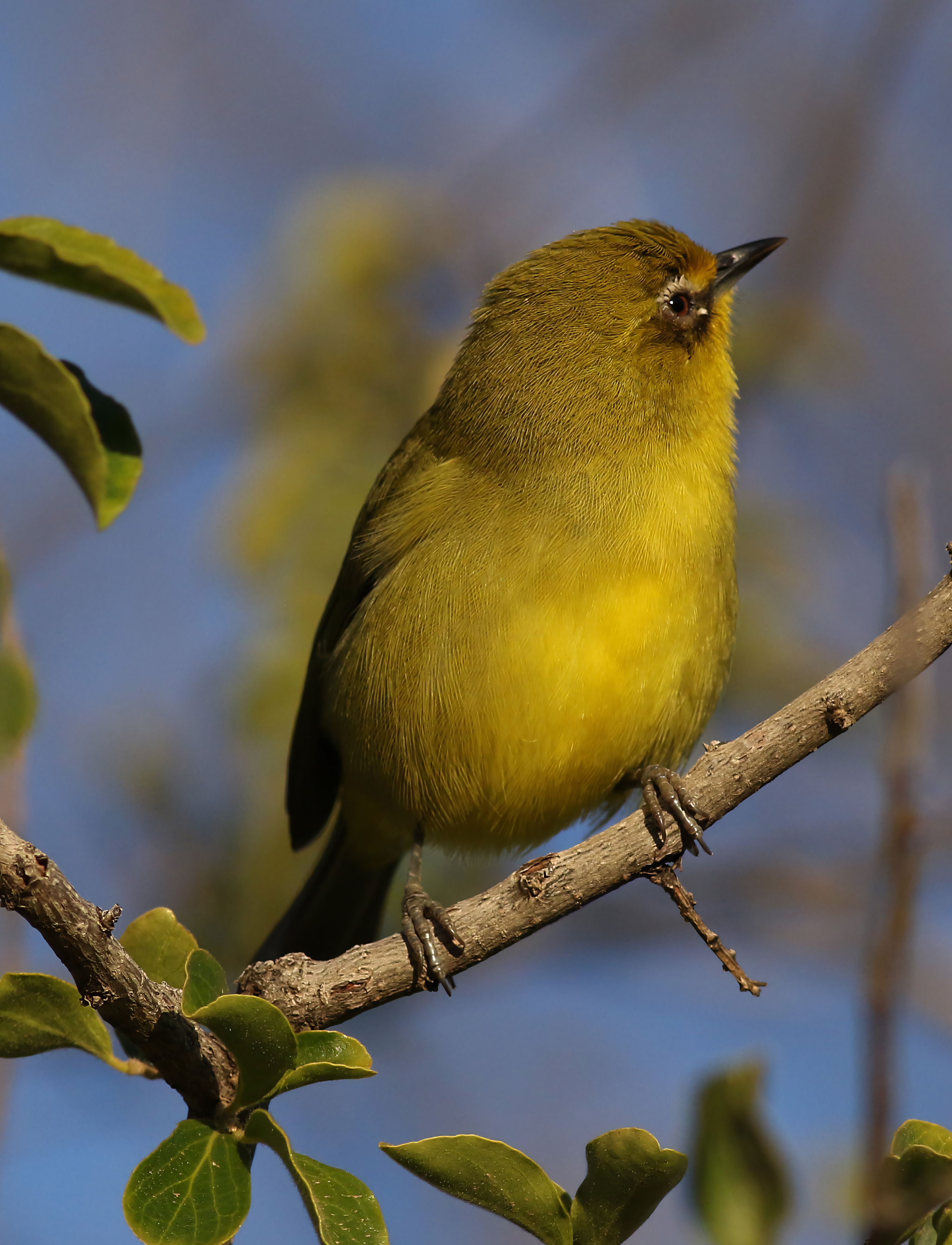 Cape White-eye bird (Zosterops pallidus) perched on a branch in its natural habitat.