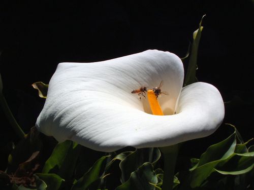 Free Close-up of a bee pollinating a white calla lily in San Luis Potosí, Mexico. Stock Photo