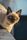 siamese cat