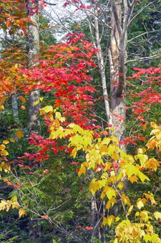 Explore a colorful Vermont forest showcasing vibrant autumn leaves in red and yellow hues.