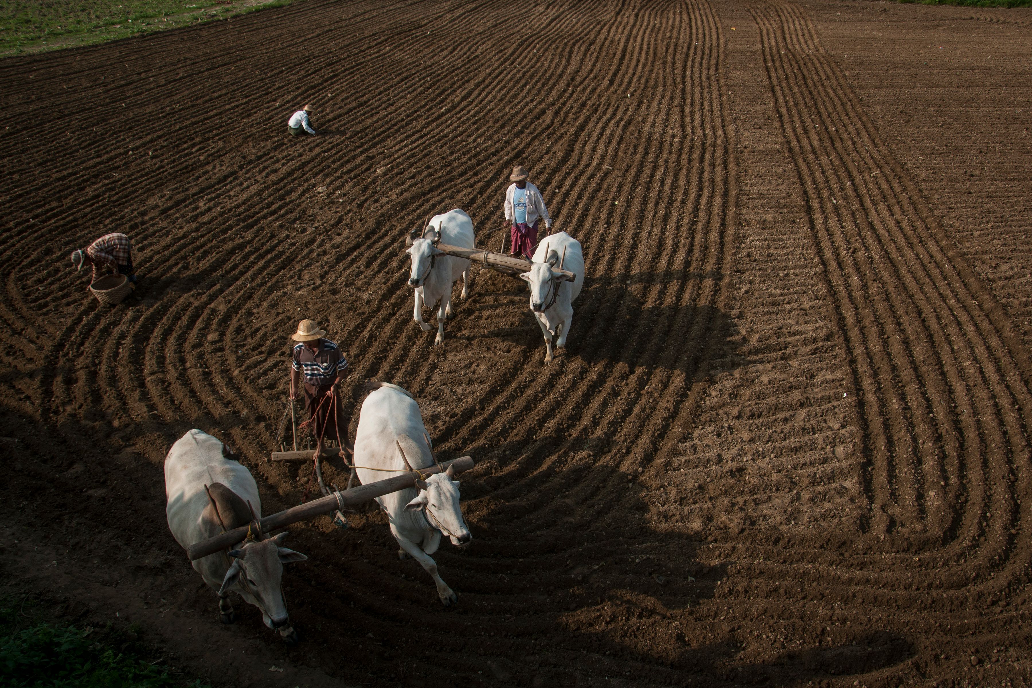Many farmers utilize life insurance for farm financing — Photo by Pyae Phyo Aung on Pexels