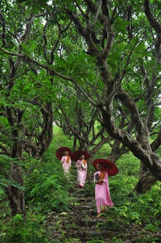 Three Buddhist nuns in pink robes with umbrellas walk through lush green forest in Sagaing, Myanmar.