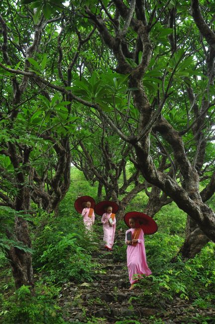 Three Buddhist nuns in pink robes with umbrellas walk through lush green forest in Sagaing, Myanmar.