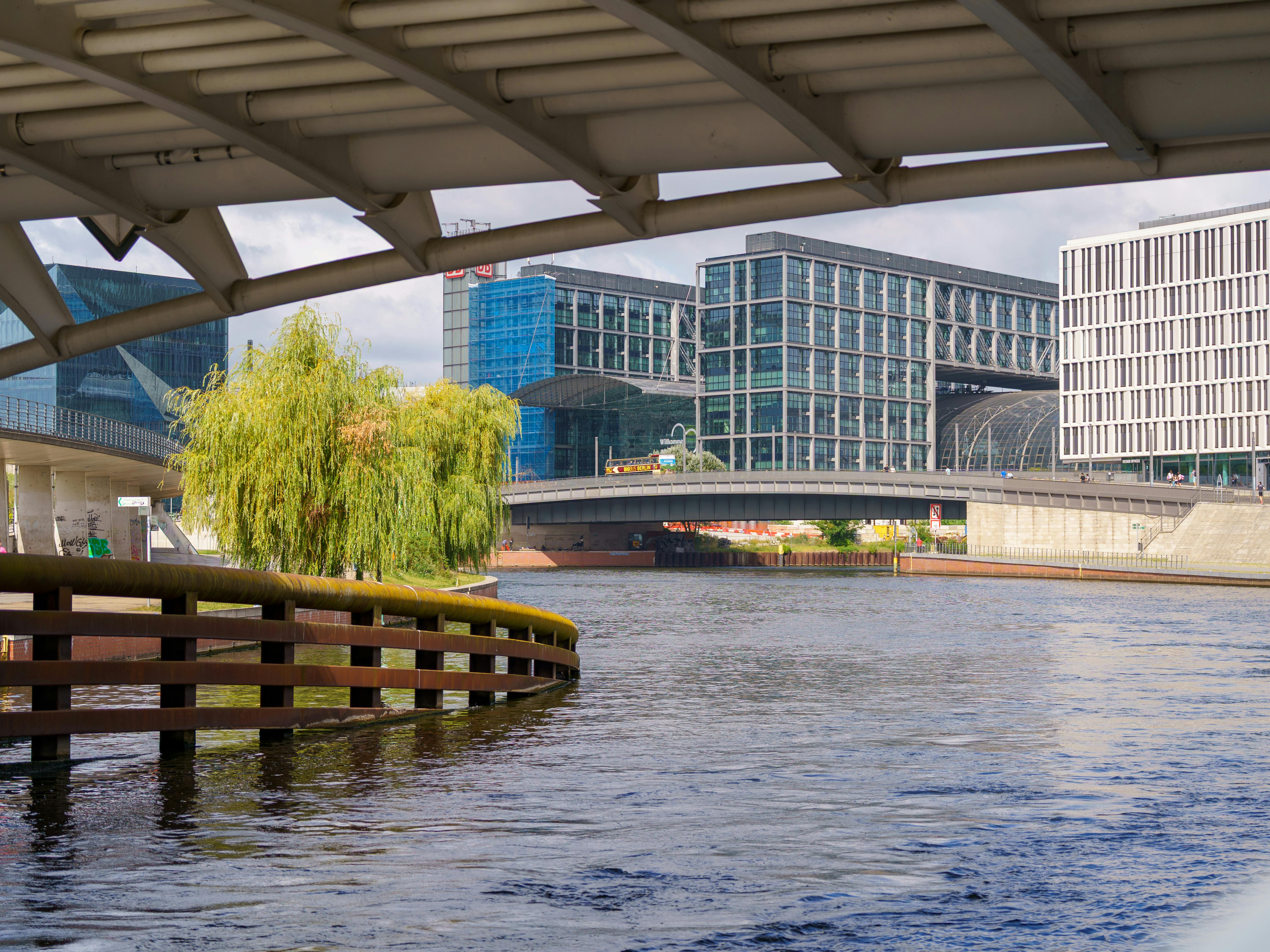 Babylonian Weeping Willow: The Garden’s Secret Soil Protector You Didn’t Know About