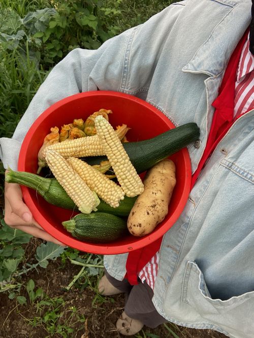 Free Top view of fresh zucchini, corn, potato, and squash blossoms in a red bowl outdoors. Stock Photo