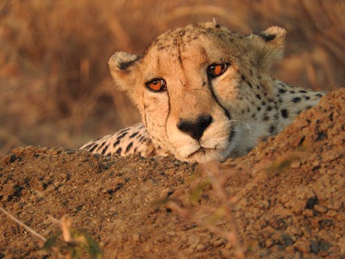 Cheetah Dewasa