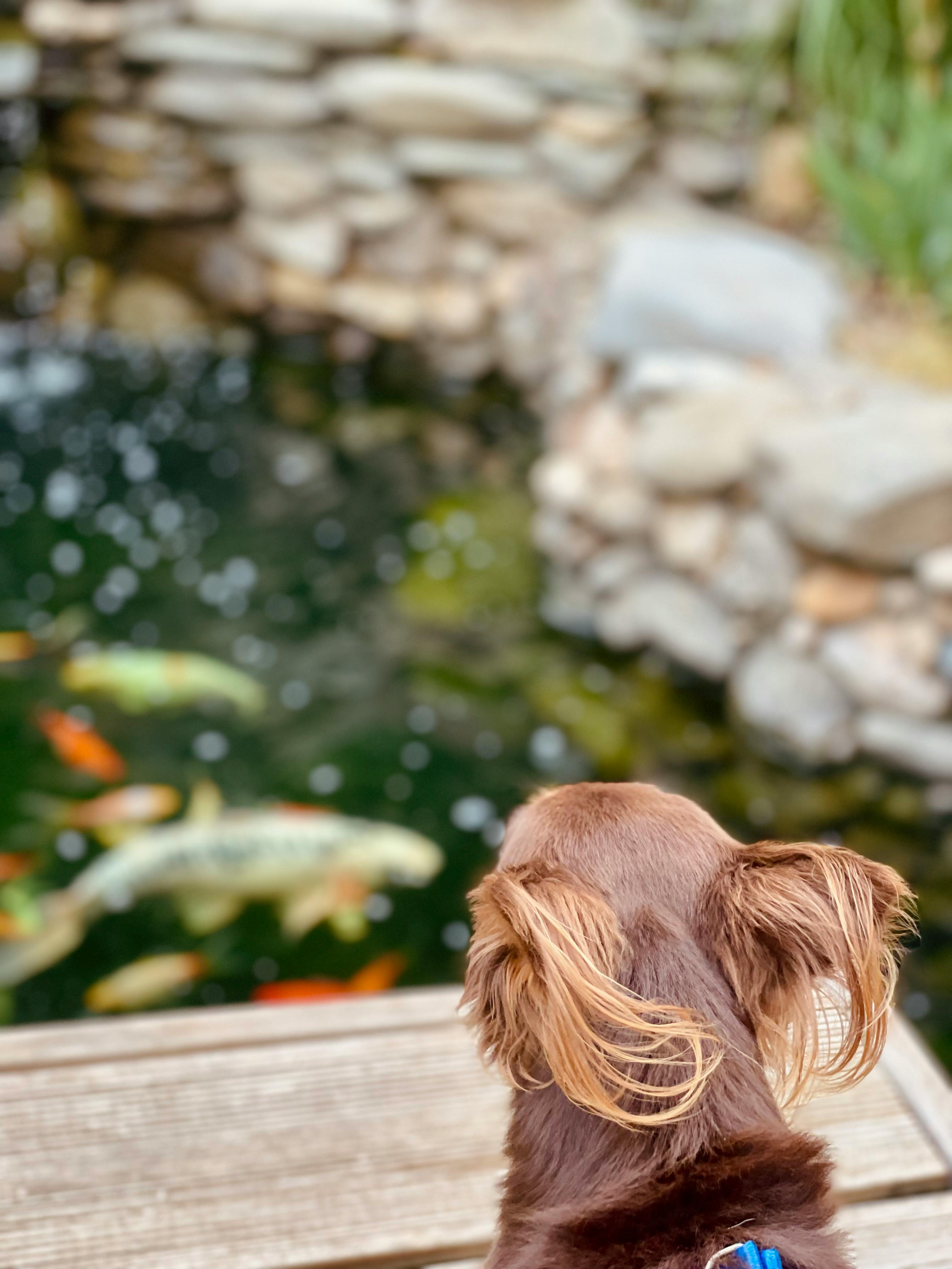 A Backyard Fish Pond