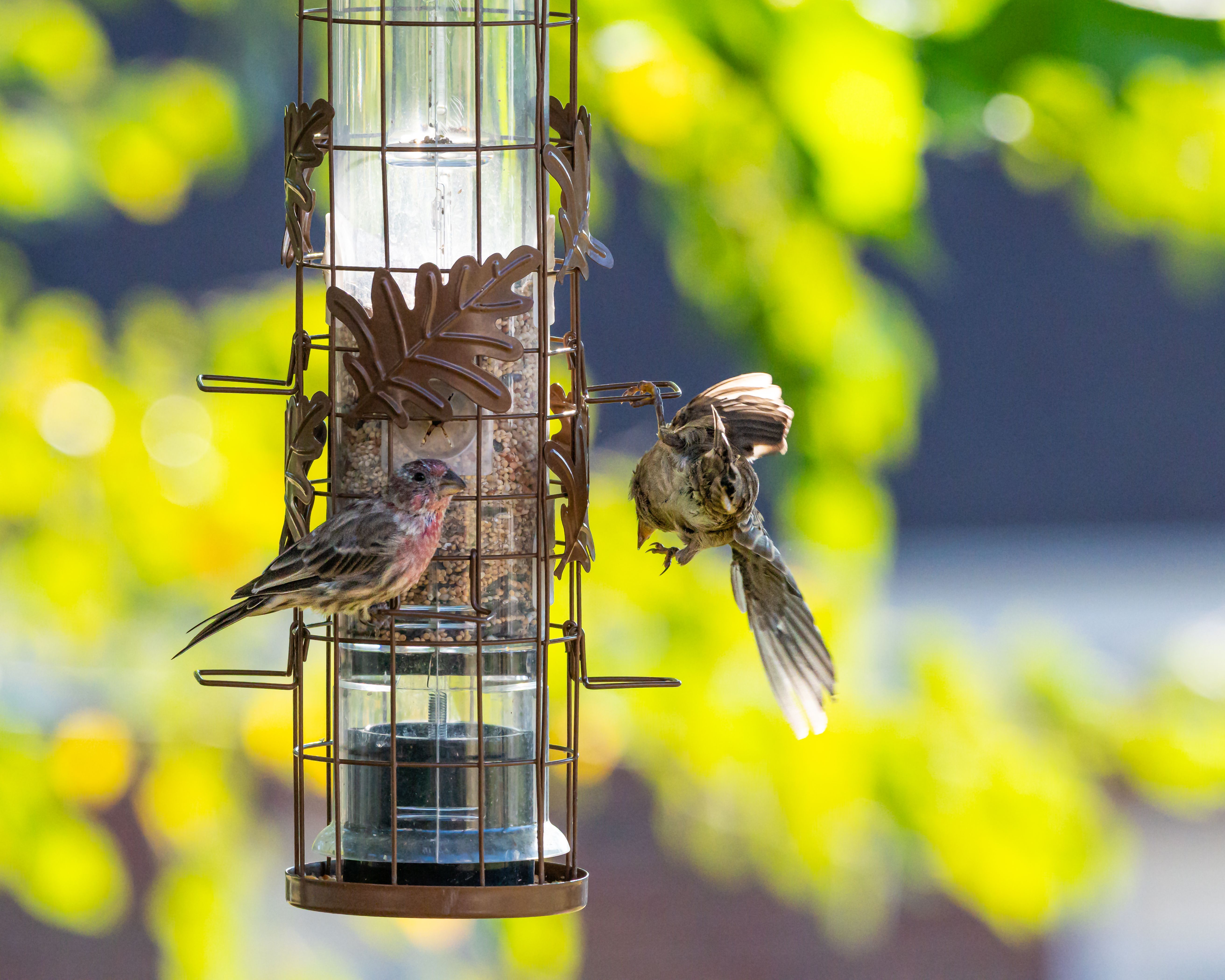 Kleine vogeltjes rond vogelhuis met herfstdecor.