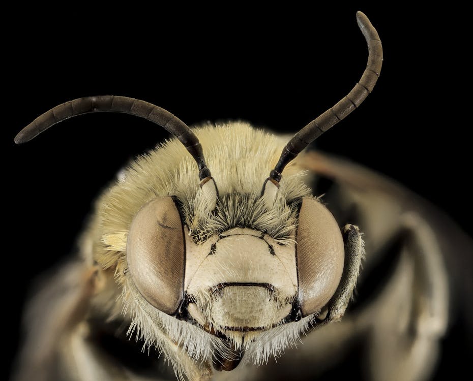 a bee head