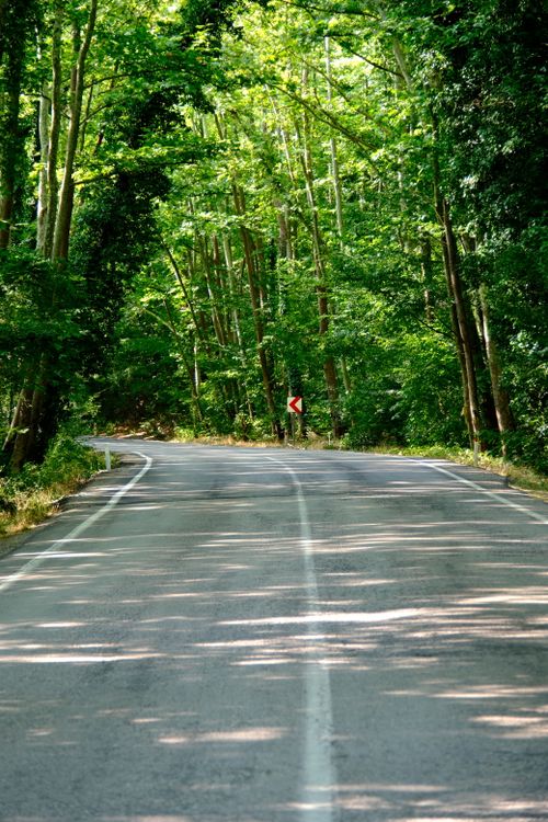 Free A picturesque winding road in Bartın, Türkiye, surrounded by lush green forest foliage. Stock Photo