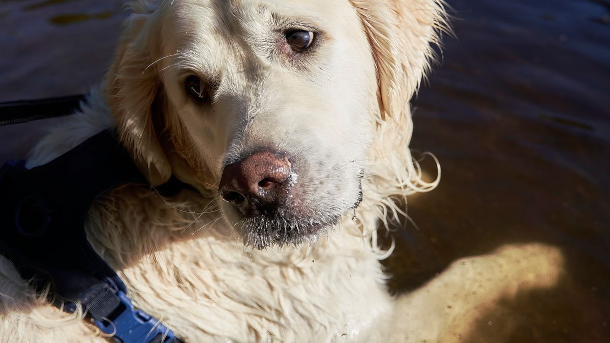 Canicule et chien : comment protéger son animal cet été 2026