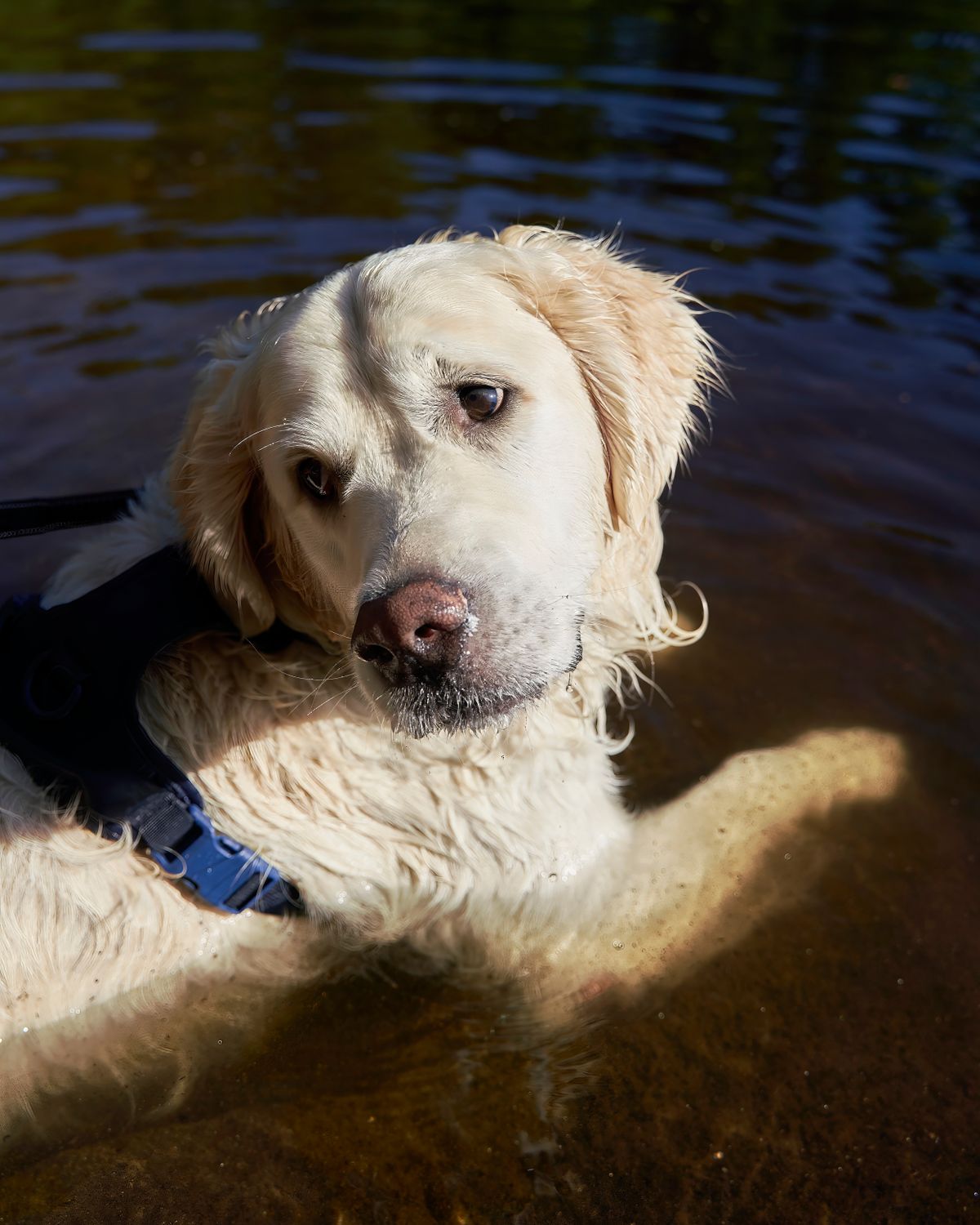 Golden Retriever wading in calm lake water Golden Retriever wading in calm lake water