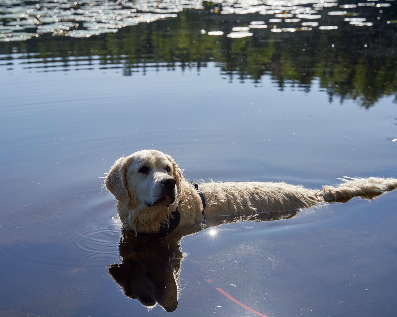 Best Cooling Mats for Summer 2026: Prevent Pet Overheating
