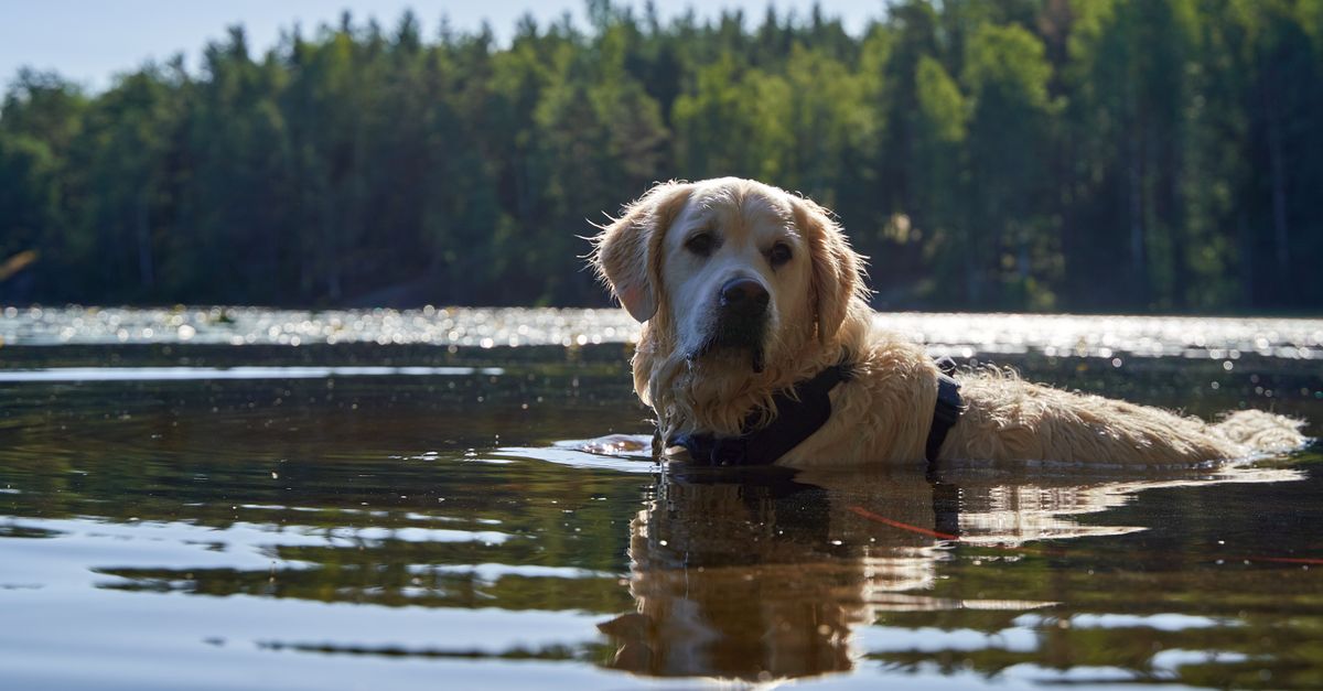 Frequency And Maintenance: How Often To Bathe A Golden Retriever