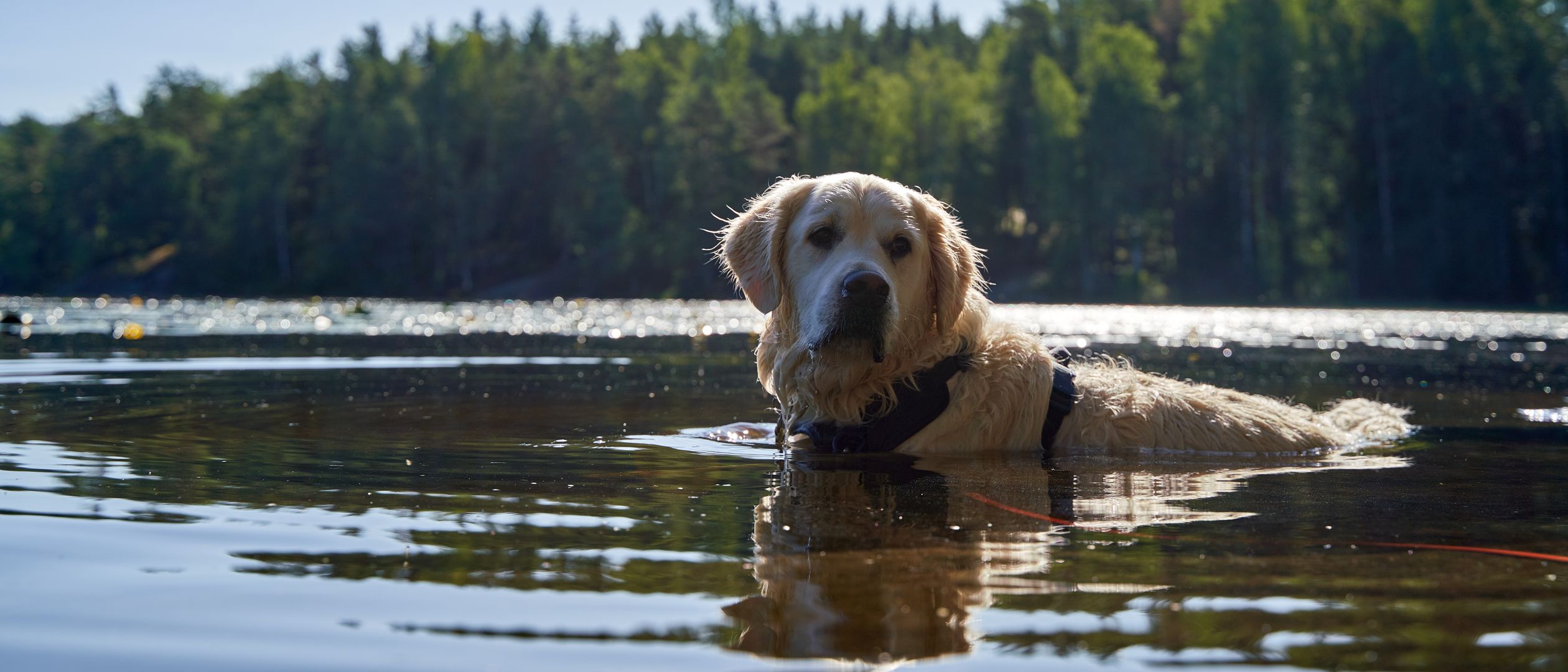 Golden Retriever relaxing and swimming in a serene lake Golden Retriever relaxing and swimming in a serene lake