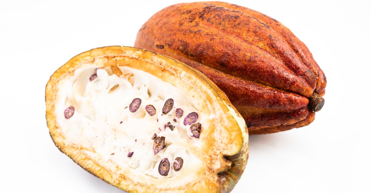 Detailed view of an open cacao pod showing seeds, emphasizing raw cocoa fruit. - Evidence evidence guide for cacao cardiovascular meta-analysis