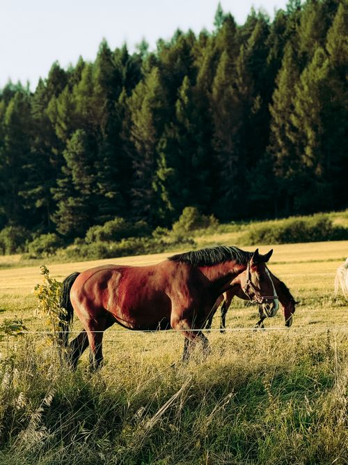 Free A tranquil scene of a horse grazing in a lush, green Polish meadow surrounded by forest. Stock Photo