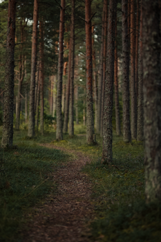 Tranquil forest path winding through tall pine trees under a calm canopy.