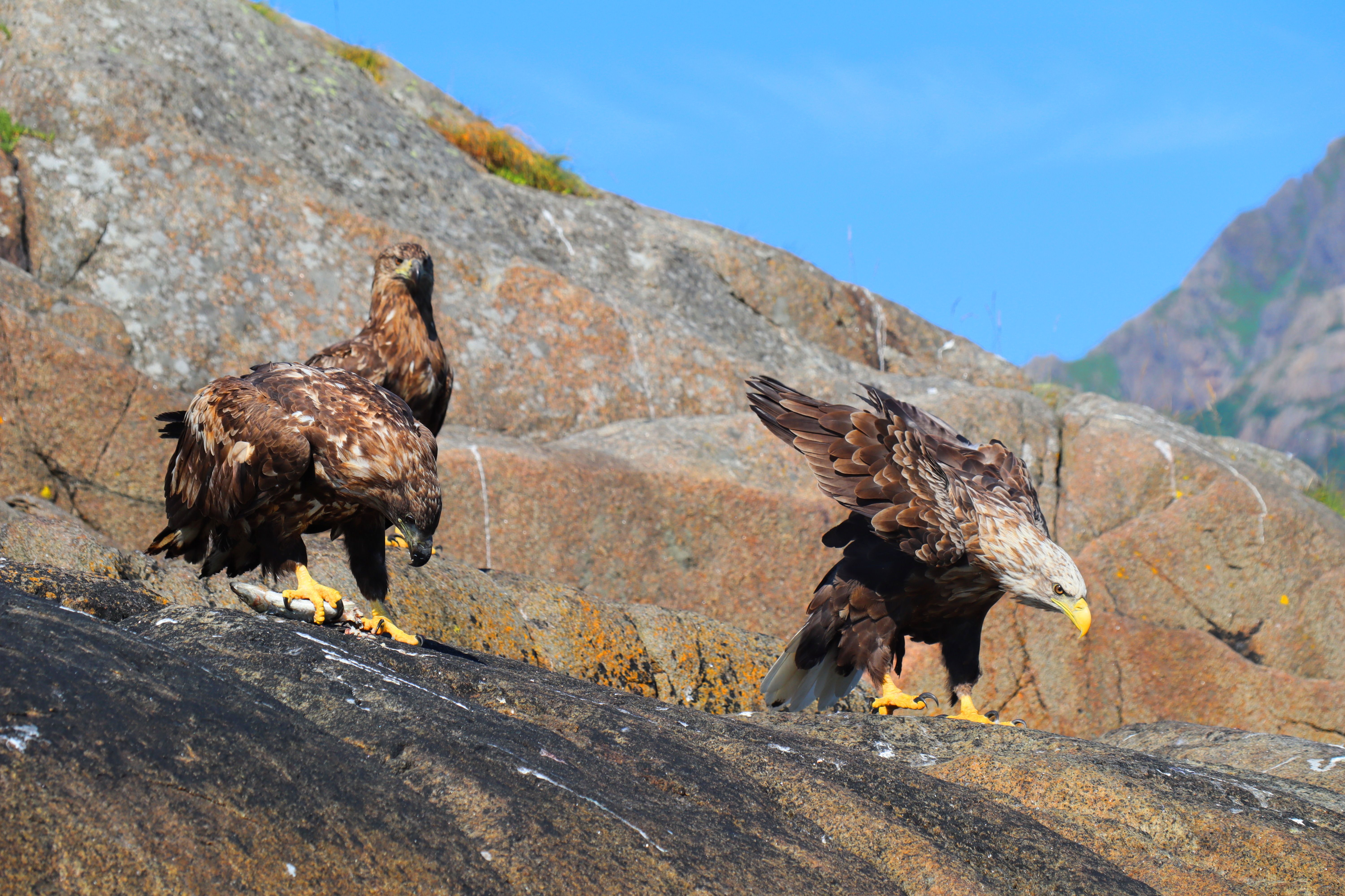 Donjon des Aigles : Visite et Prix 2026
