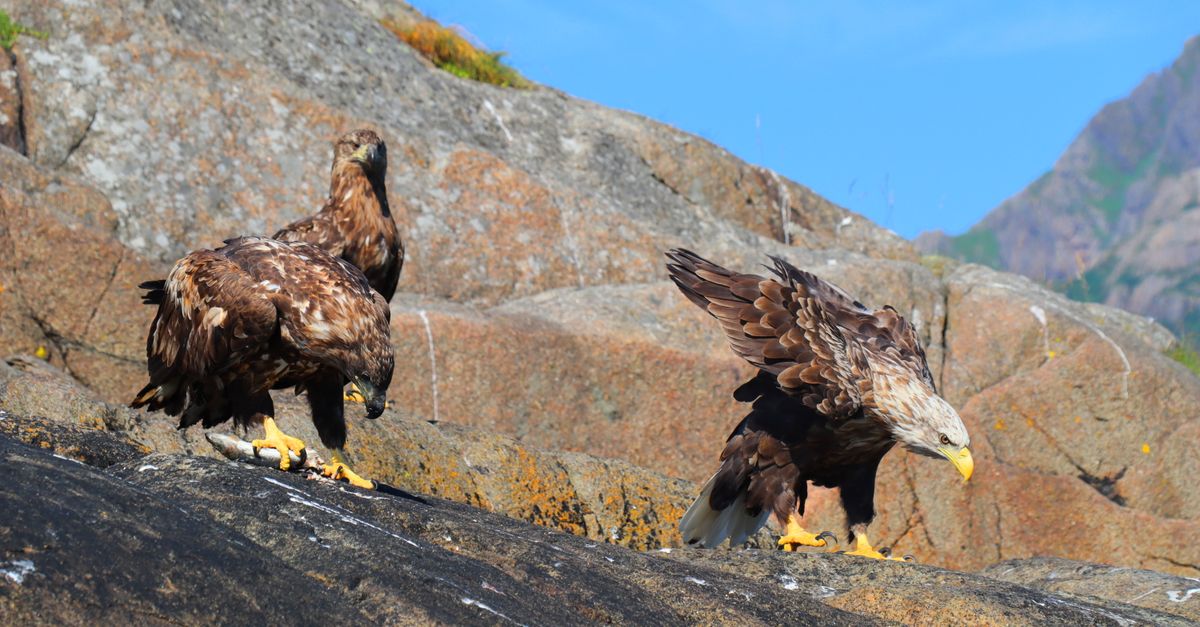 Donjon des Aigles : Visite et Prix 2026