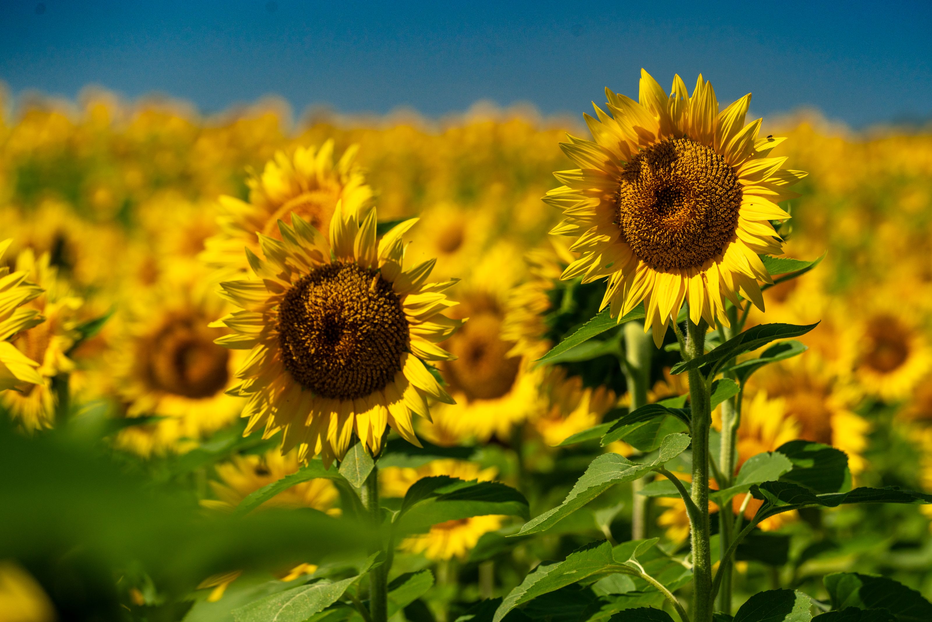 Kansas state flower — flowers