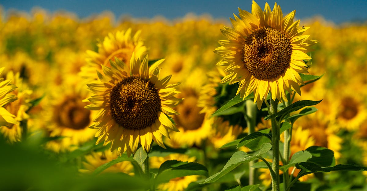 Sunflower Oil