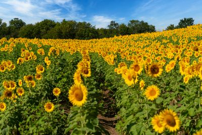 Kansas Testimony