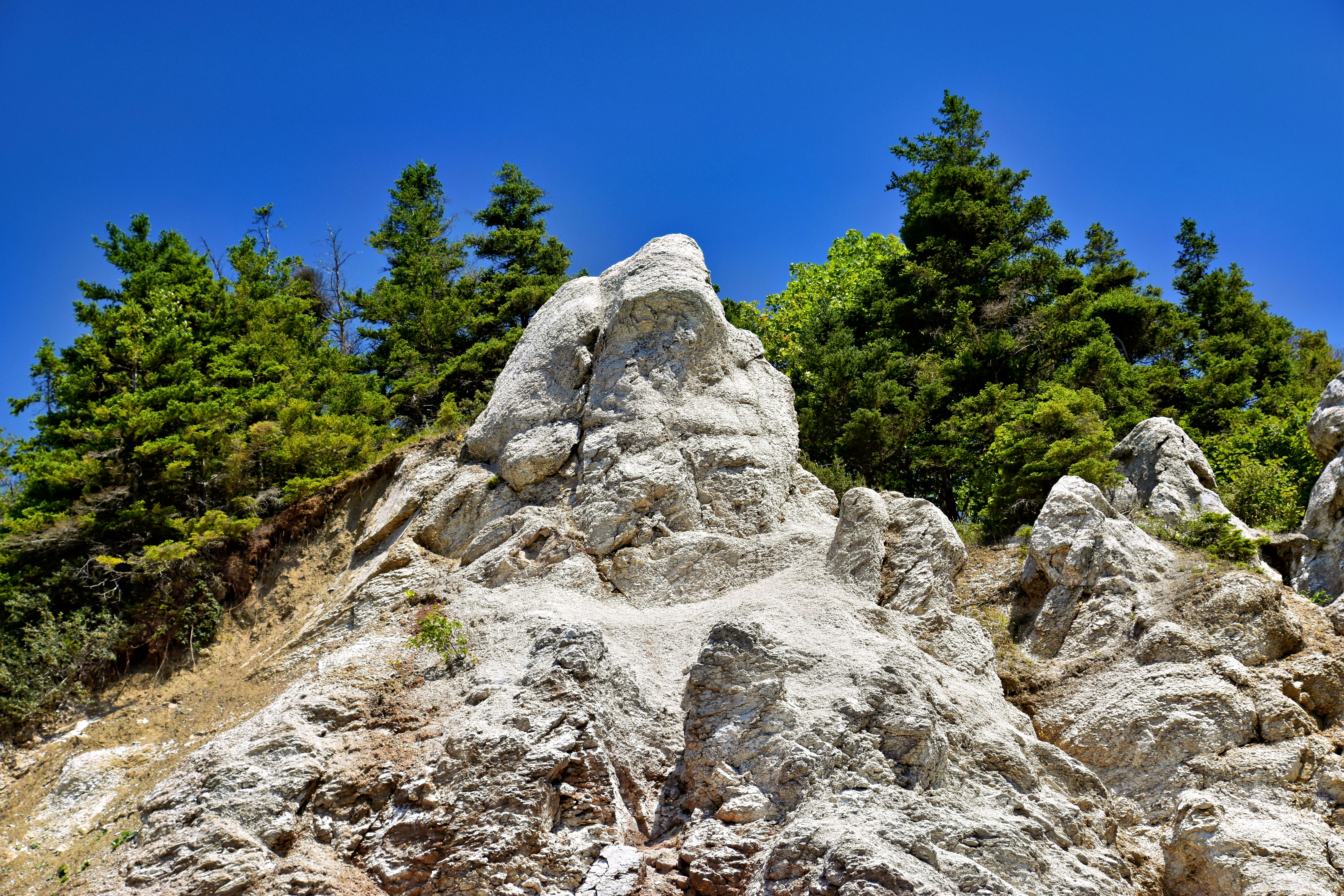 Lightning-Green Secrets: The Wisdom of Fast-Growing Evergreens for Your Garden