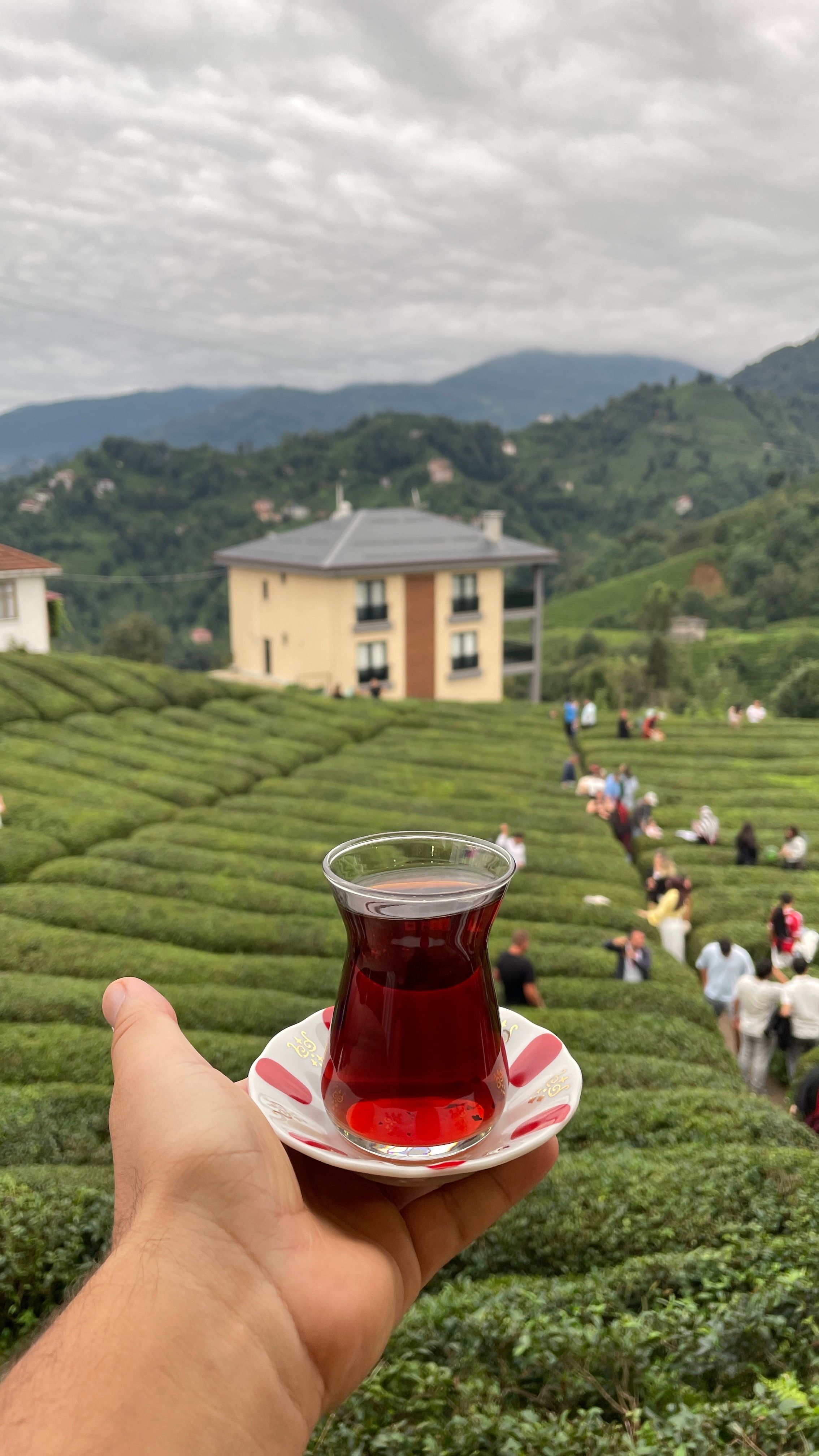 Turkish tea glass held with scenic tea fields in the background.