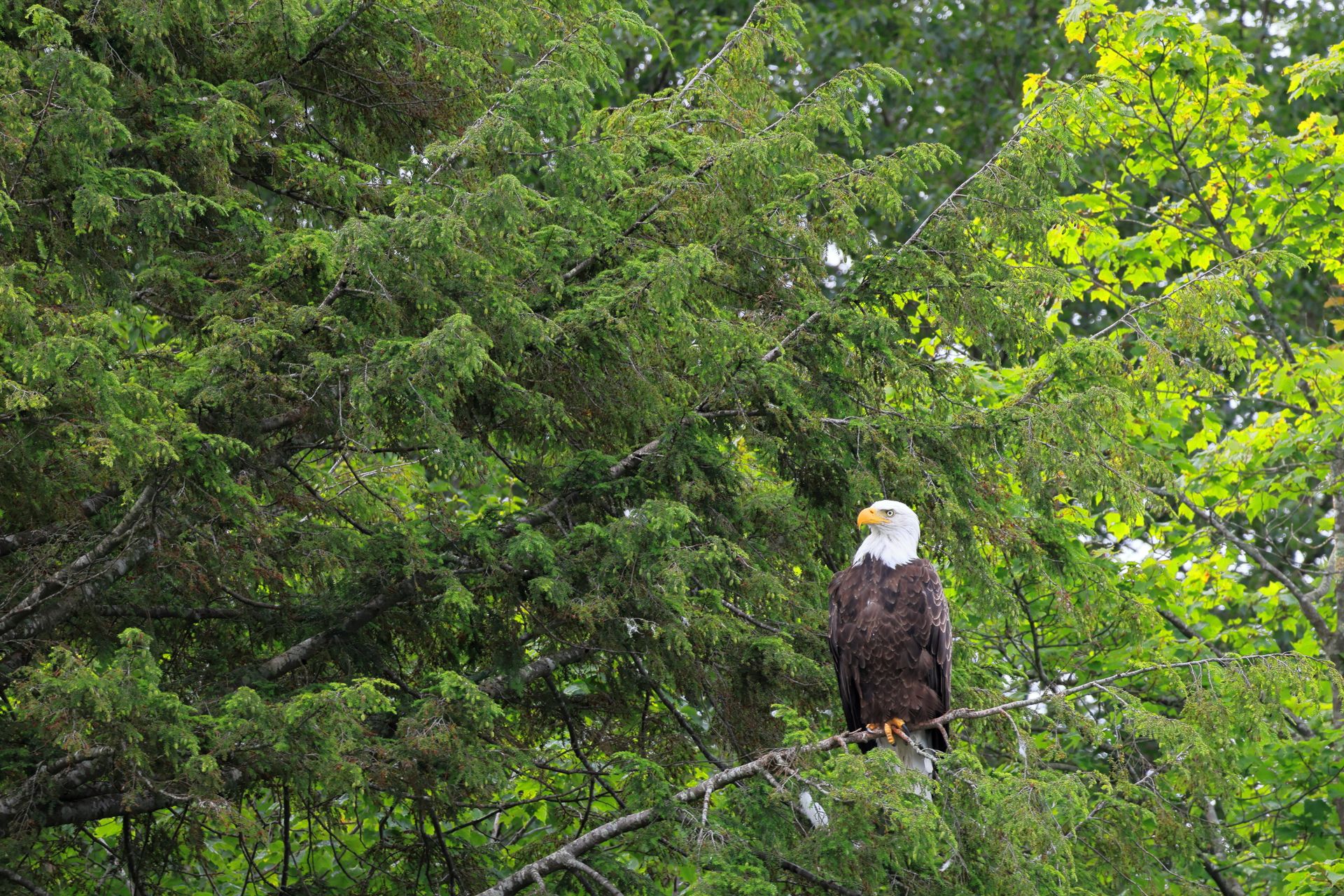 Mature bald eagle perched in a pine tree overlooking a lake