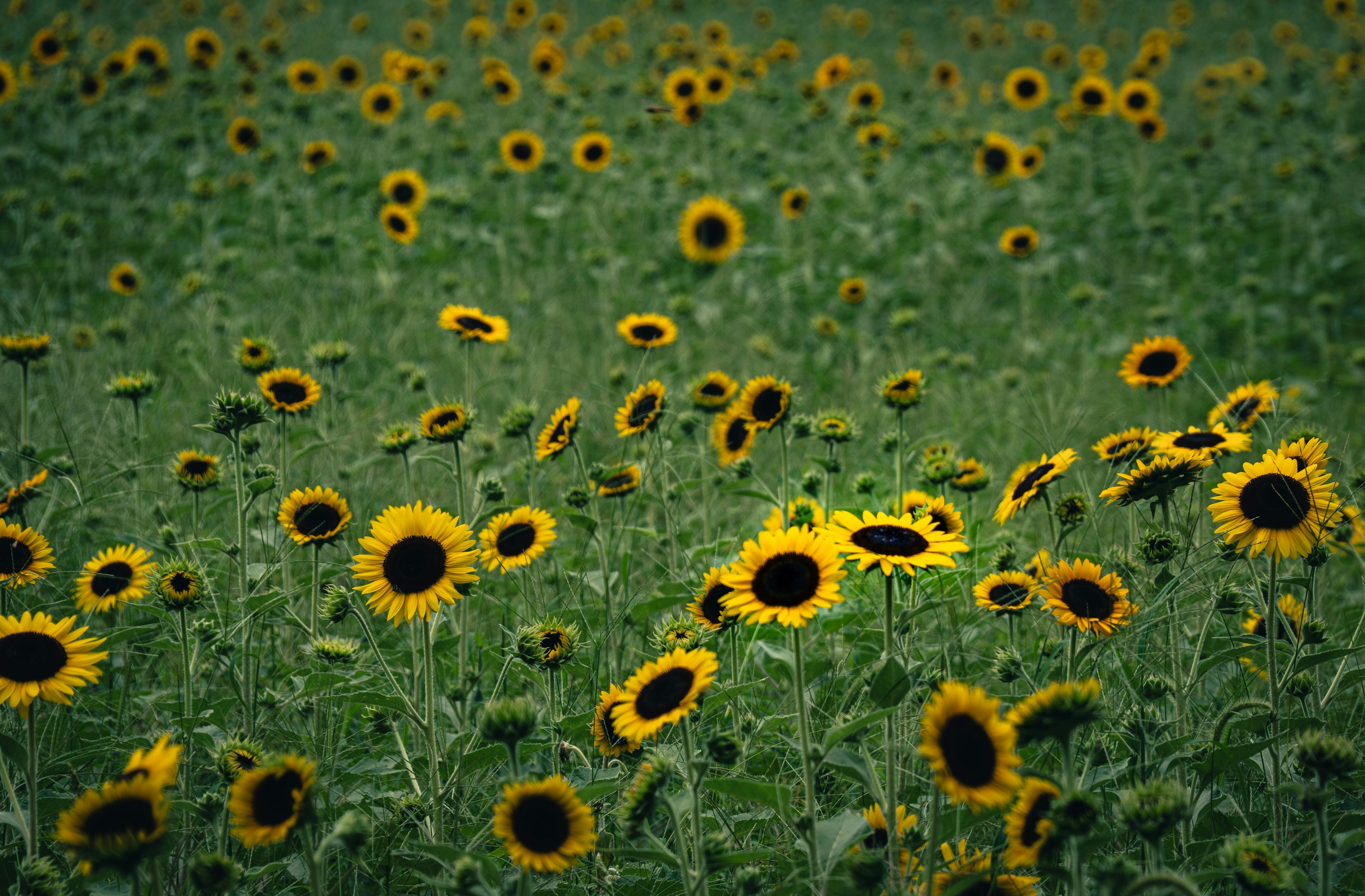 A sprawling field of vibrant sunflowers in full bloom on a sunny summer day.