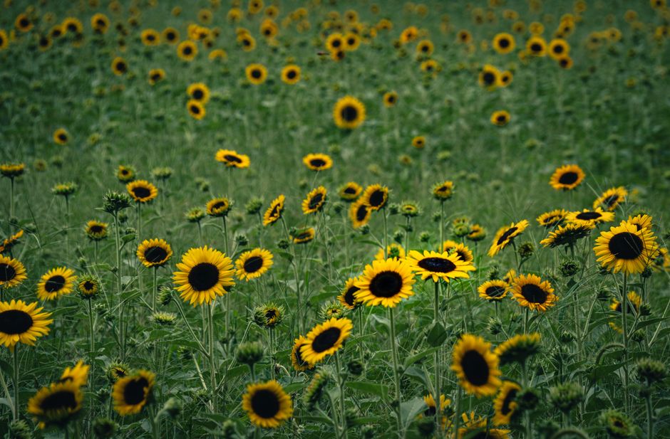 A sprawling field of vibrant sunflowers in full bloom on a sunny summer day.