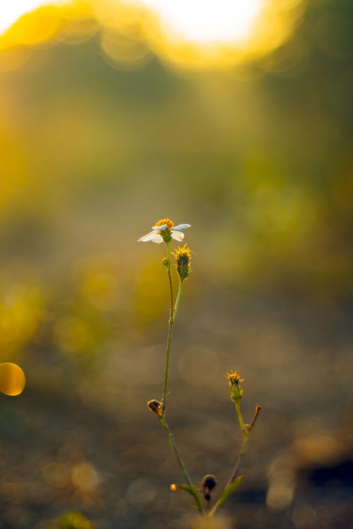 Free Macro view of a wildflower beautifully lit by warm sunset tones, creating a soft and serene outdoor scene. Stock Photo