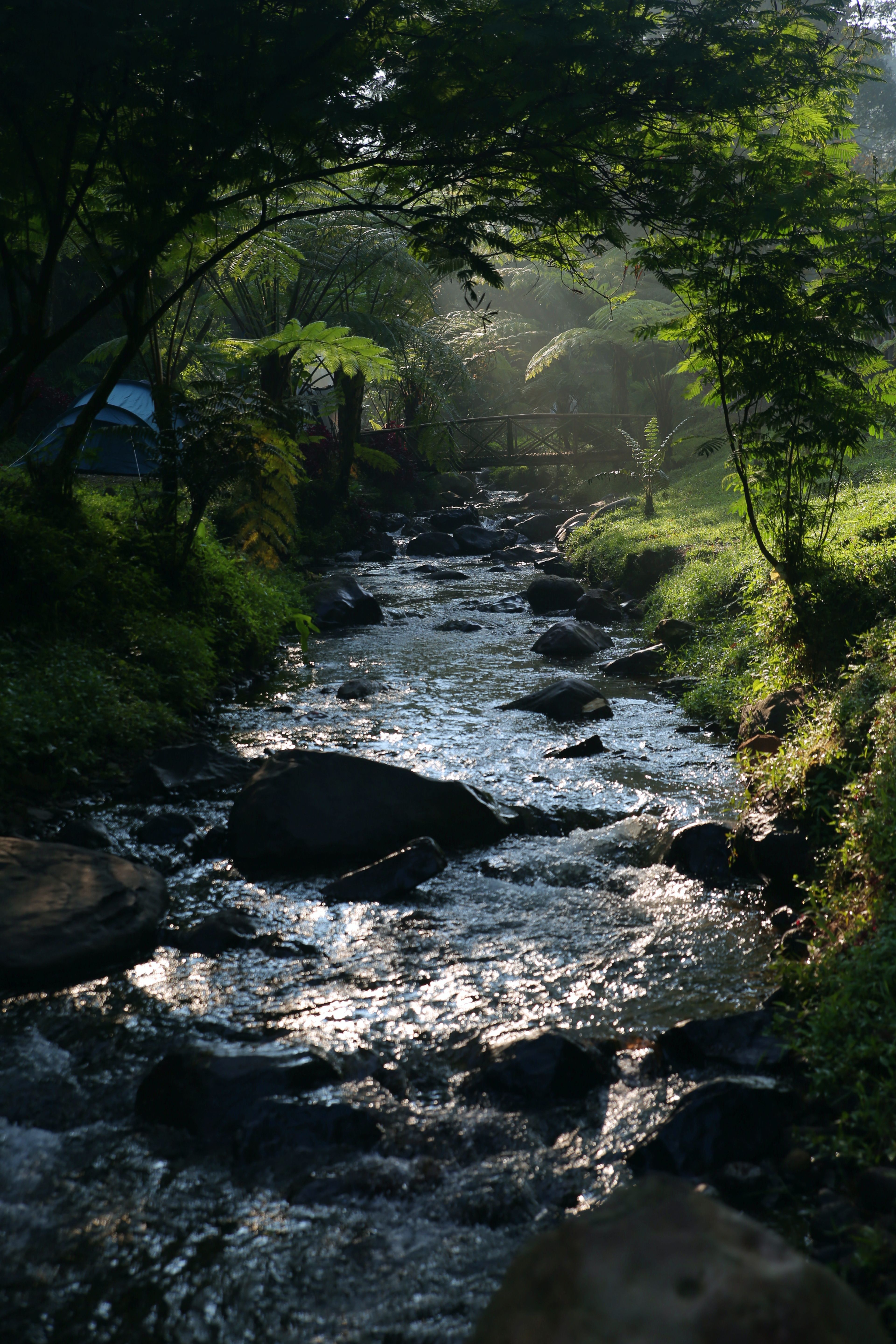 Tranquil stream flows through lush forest, illuminated by morning sun. Perfect nature retreat.