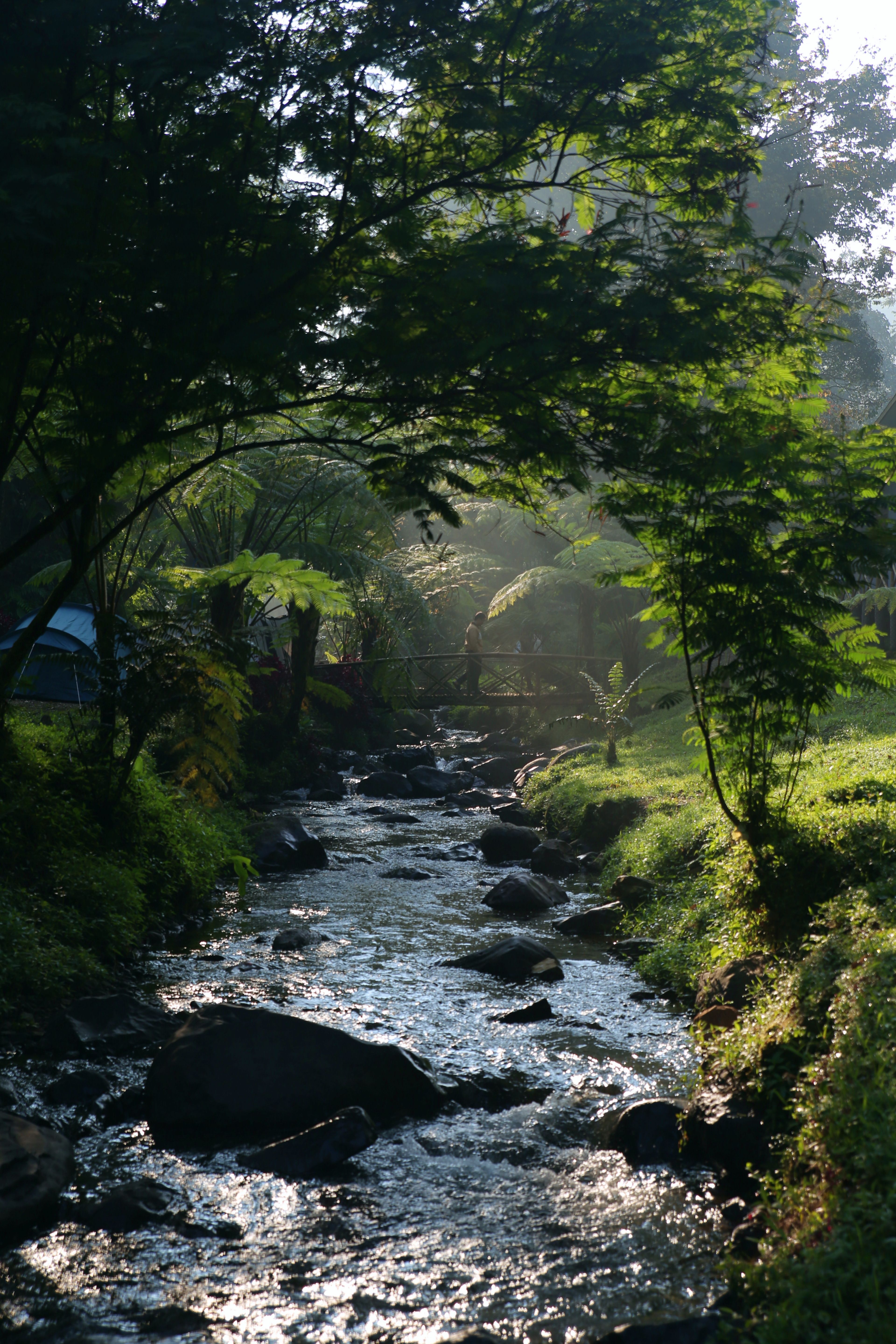 A tranquil forest stream flows under lush green trees with sunlit patches creating a serene atmosphere.