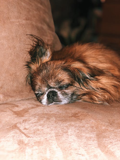 Free stock photo of asleep, baby dog, be happy