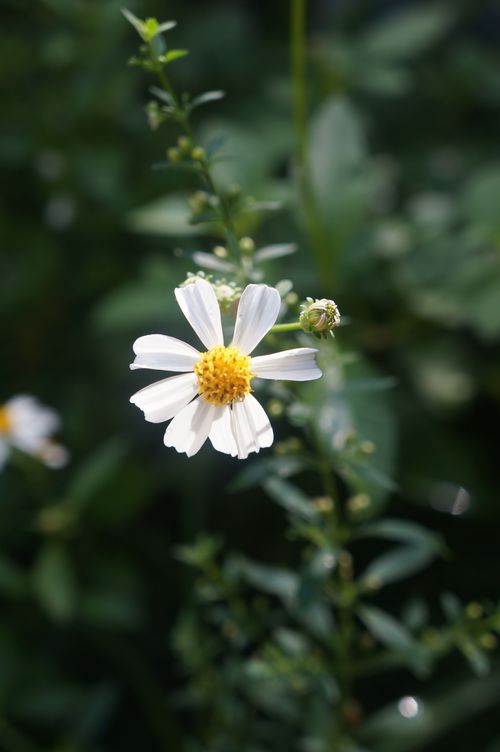 Free Captivating close-up of a blooming white daisy with green foliage background. Stock Photo