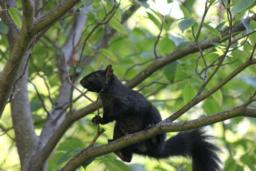 A close-up of a black squirrel perched on a tree branch surrounded by lush green leaves.