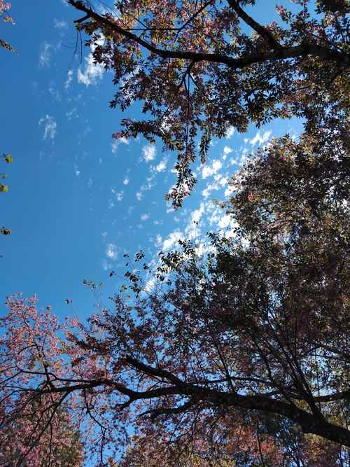 Free Cherry blossom trees reach toward a bright blue sky with scattered clouds, capturing a tranquil spring scene. Stock Photo