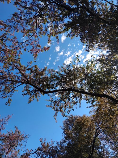 Free Capture of a tree canopy with budding flowers against a bright blue spring sky. Stock Photo