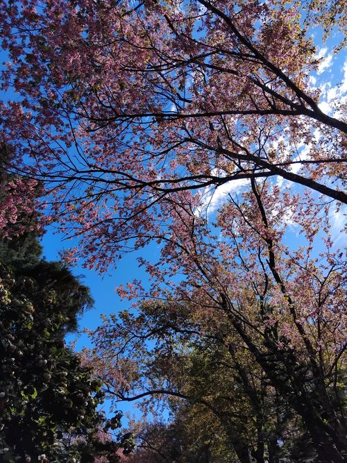 Free Captivating cherry blossoms with vibrant pink blooms against a clear blue sky, signaling the beauty of spring. Stock Photo