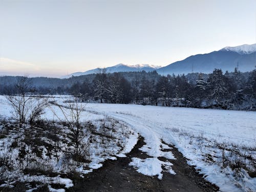 Free stock photo of blue mountains, forest, landscape