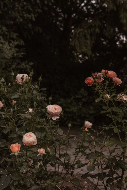 Free A serene rose garden in München, Bayern, showcasing pink roses in moody evening ambiance. Stock Photo