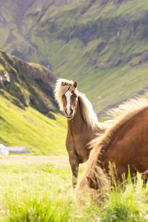 Free Two Icelandic horses stand gracefully in a lush, green valley under the bright summer sun. Stock Photo